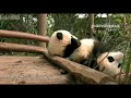 赤ちゃんパンダが飼育員さんに一匹連れ去られちゃった♥　A baby panda was taken away by a farmer