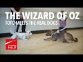 The Wizard Of Oz Toto Meets The Real Dogs 