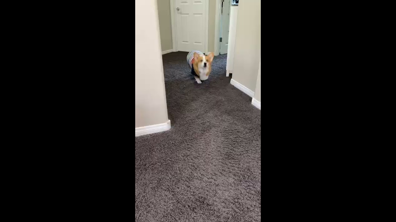 Talking Dog Tells KNOCK Joke Shorts Corgi