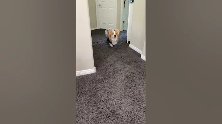 Talking Dog Tells KNOCK KNOCK joke! #shorts #corgi - DayDayNews