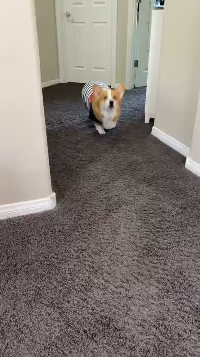 Talking Dog Tells KNOCK KNOCK joke! #shorts #corgi
