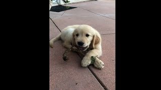 Cute Little Puppy Chewing On A Tree Stick