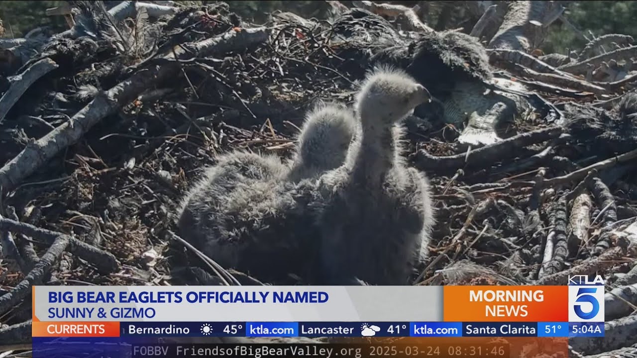 Big Bear eaglets officially named - YouTube