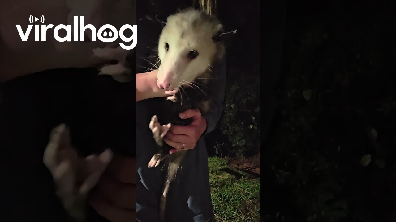 Giant Opossum || ViralHog