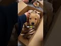 “She Tried to MAIL a Puppy 📦🚨” #animalrescue #shorts