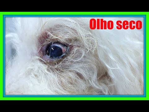 Vídeo: Causas de KCS ou olhos secos e diagnóstico de um cão