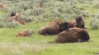 Man injured by bison in Yellowstone National Park while allegedly under the influence