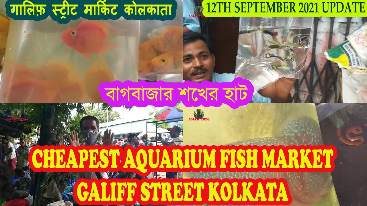 GALIFF STREET AQUARIUM FISH MARKET KOLKATA RECENT AQUARIUM FISH PRICE