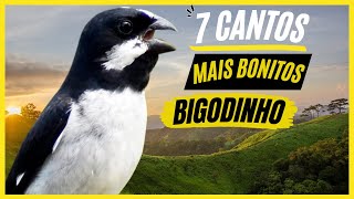 TOP 7: Cantos De "Bigodinho" MAIS BONITOS e MELHORES - Pássaro Popular No Brasil !!! screenshot 4