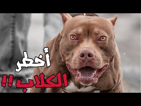 فيديو: ما هو "Reinforeded Unconditioned Reinforcer" في تدريب الكلاب؟