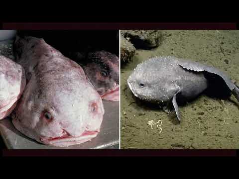 უცნაურ ცხოველთა ხუთეული