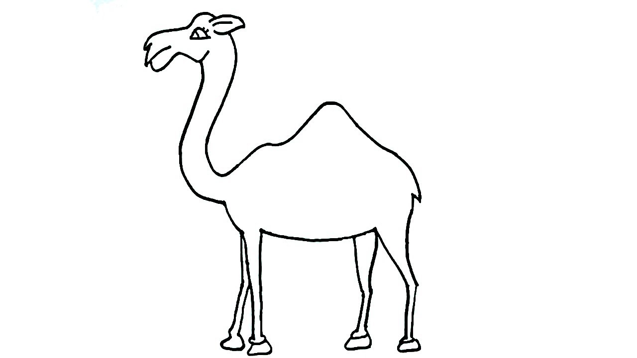 How to Draw a camel for kids in English | How to Draw Animals for ...