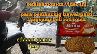 sampai orang2 pada heran racikan umpan bawal gacor banget