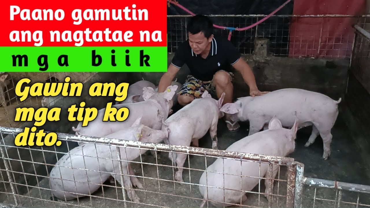 PAANO GAMUTIN ANG NAGTATAENG BIIK gawin ang mga tip ko dito / 3rd parity / DODONG VILLARAN