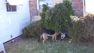 English Bull Terrier And German Shepherd