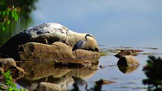 Sabbath Walk Out Moser Island Road June 15 19