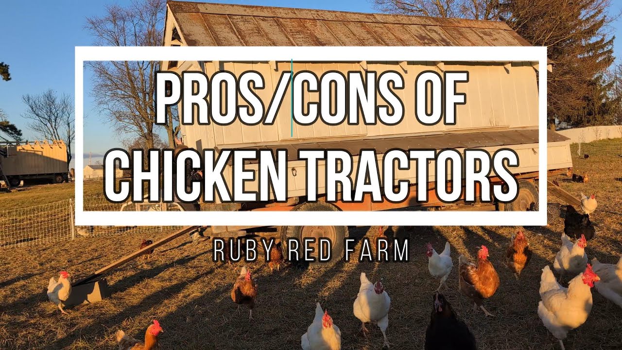 Pros and Cons of Mobile Chicken Tractors | Free Range Chickens | Homesteading Ep. 15
