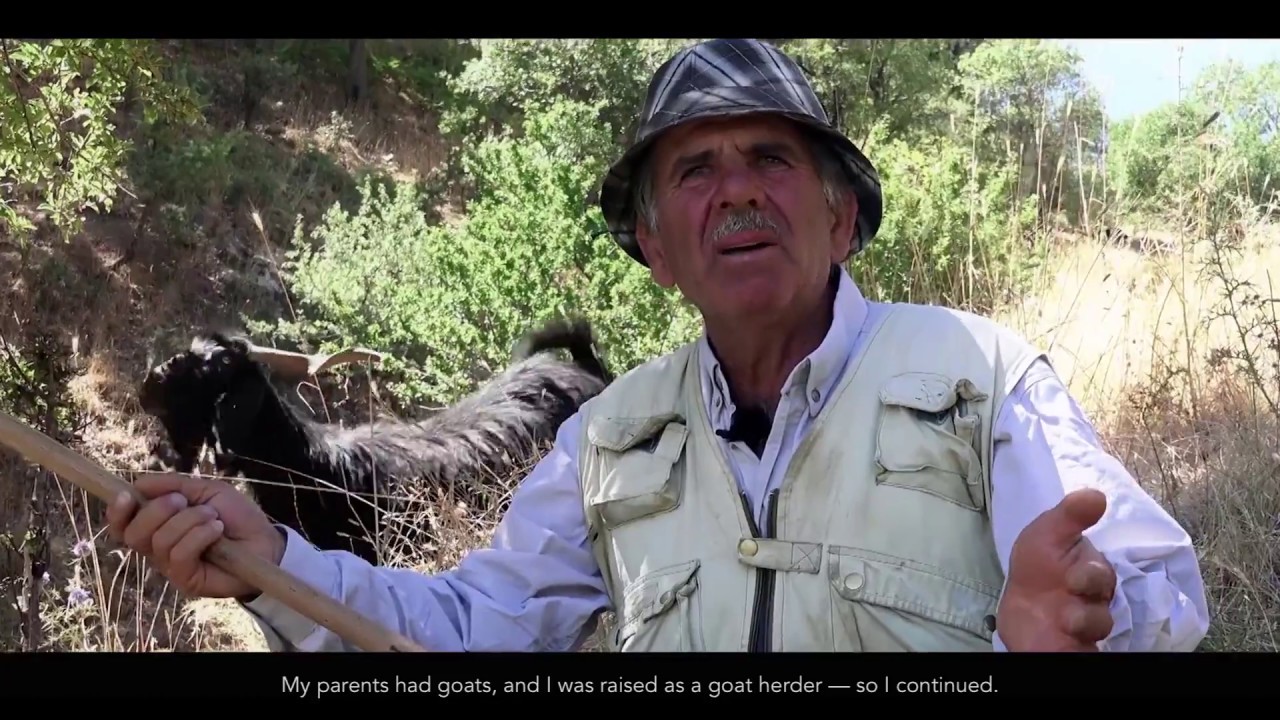 Lost Cheese of the Lebanese Mountain – Serdeleh / Anbarees Cheese