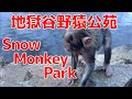 Monkeys enjoy Hot Springs! ♨️🙈 Snow Monkey Park