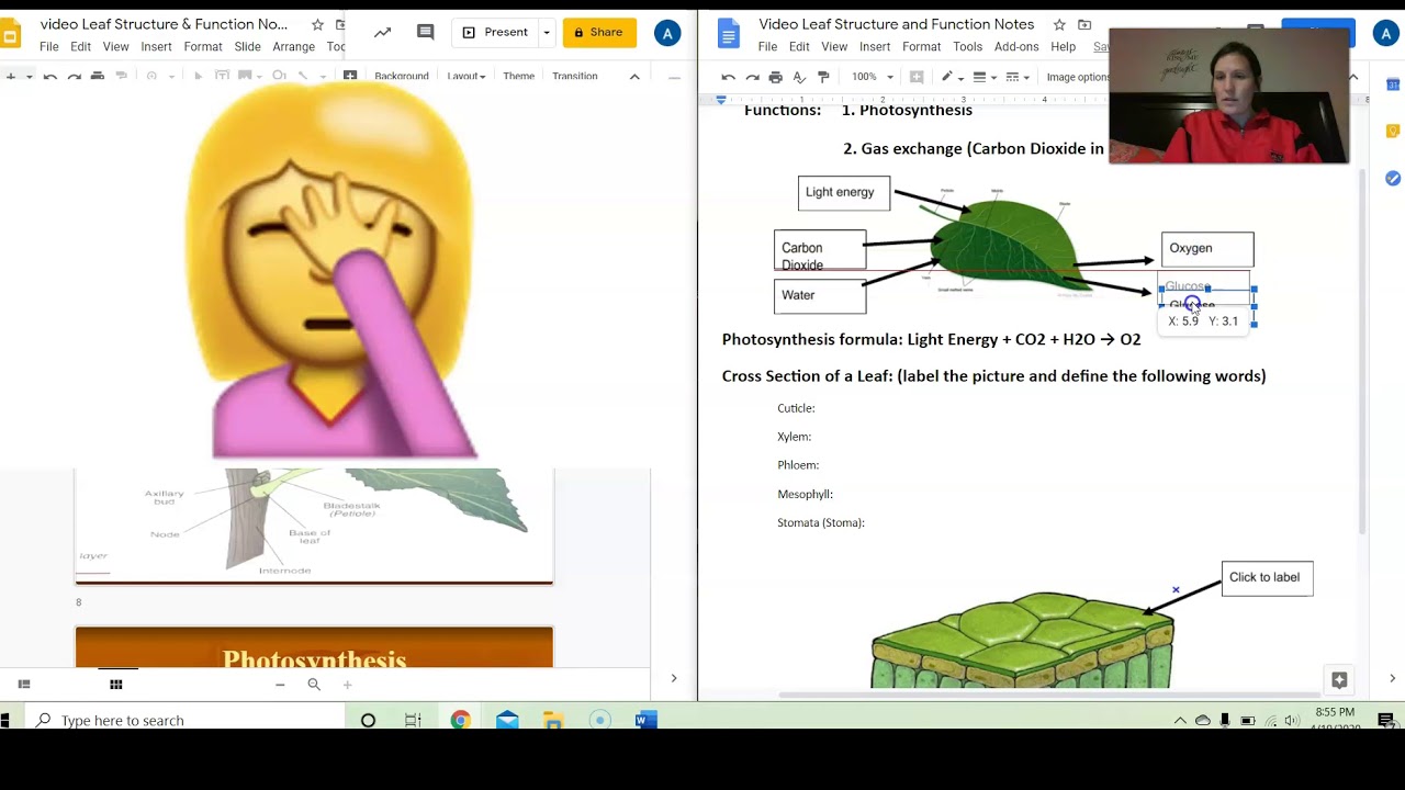 Leaf Structure & Function - YouTube