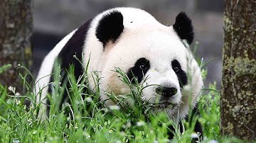Three Japanese-born giant pandas to reach Chengdu