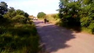 Simson stunt wheelie