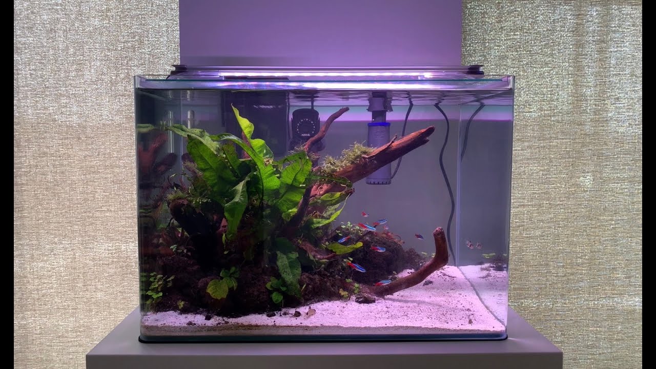 15 Gallon Aquascape | Ep. 3 | 1 Month Update | More Fish and Shrimp + Maintenance