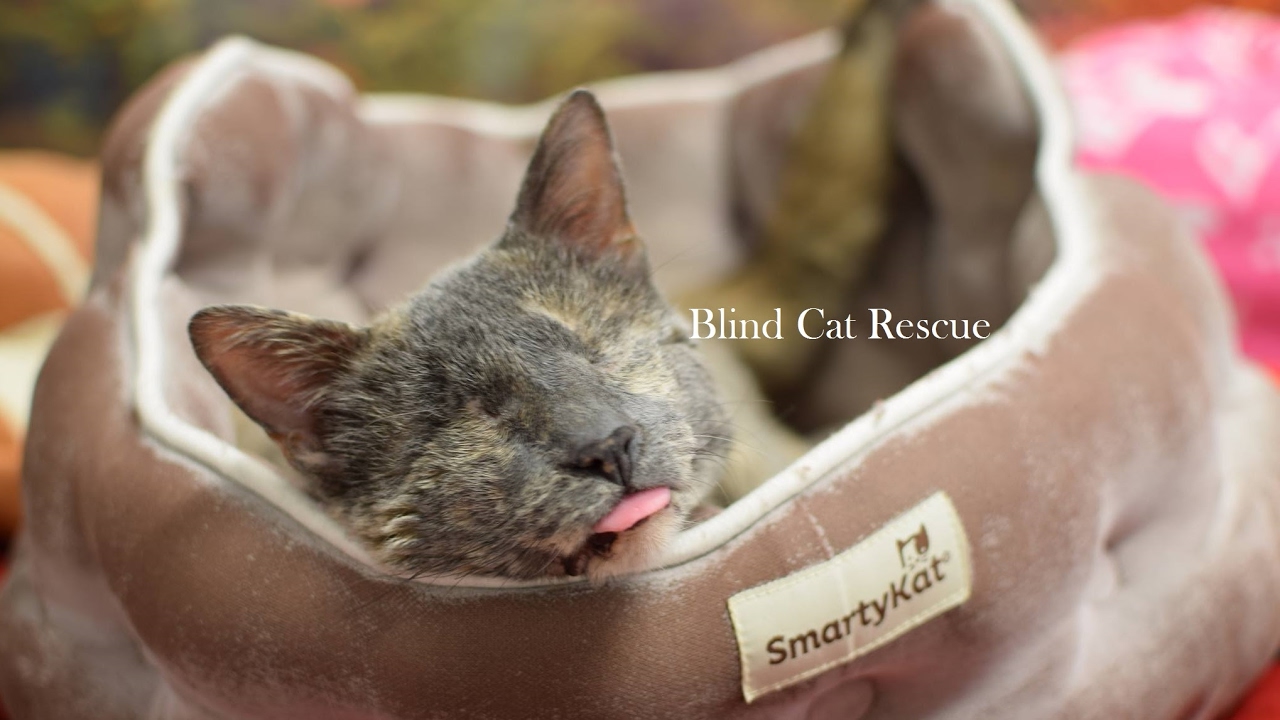 Blind Cat Rescue & Sanctuary, Inc Live Stream 