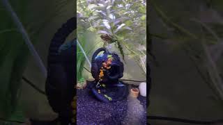 Im Such A Half A Job シViral