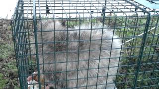 Possum #2 Advantek trap from Tractor Supply