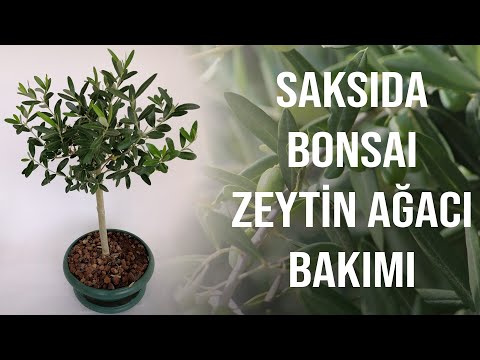 Video: Zeytin Ağaçları Yetiştirme - Açık ve Kapalı Zeytin Ağacı Bakımı