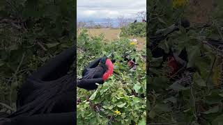 Frigatebird Filmed by a Photographer Up-Close