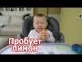 VLOG: Вова впервые пробует лимон