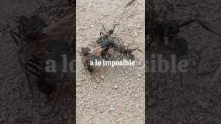 la hormiga, un grann ejemplo #motivation