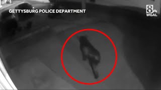 VIDEO: Black bear sighting in south-central Pennsylvania