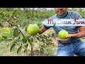 मेरा सबसे अच्छा अमरूद का खेत || My Thai Super Guava Farm ki Demonstration.