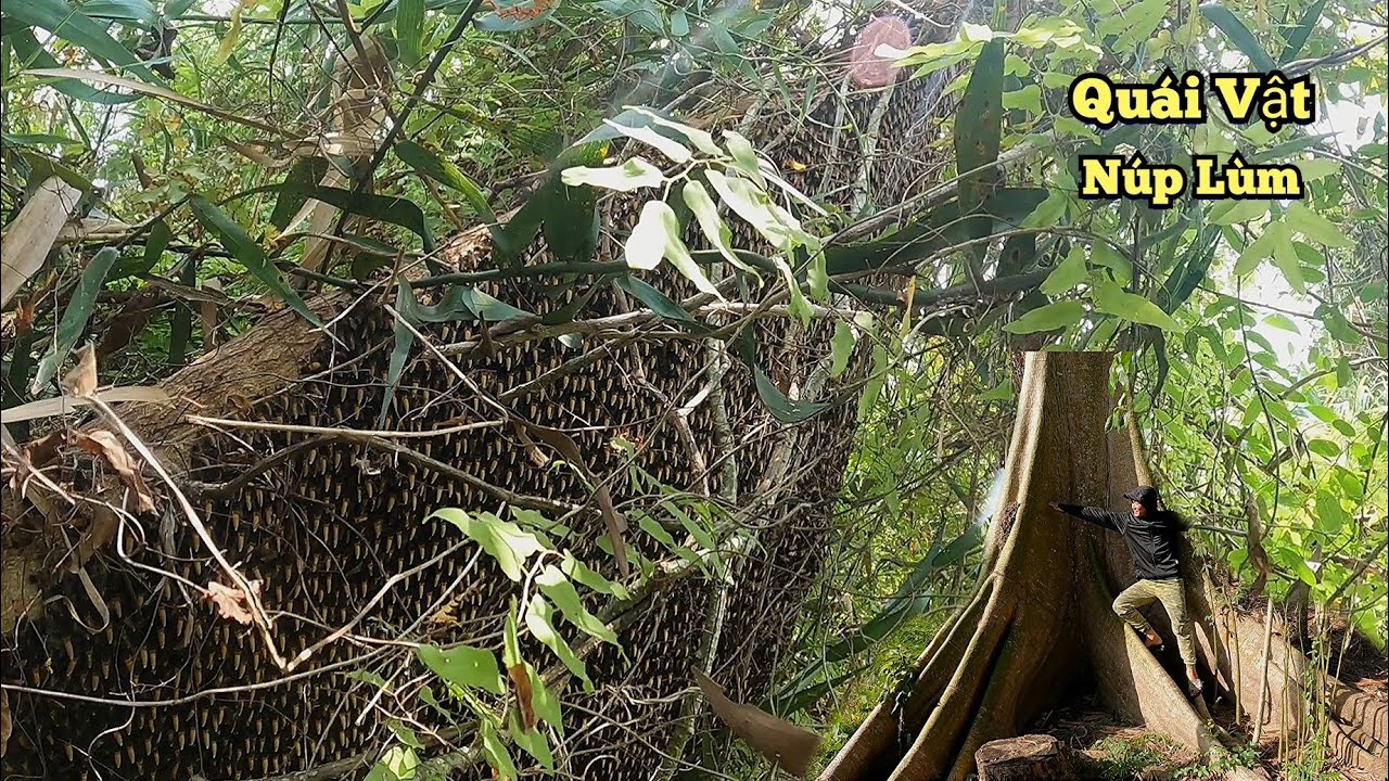 29 Tết Chiến Những Tổ Ong Trên Cây Khủng, Chỉ Biết Kiêu Trời Khi Gập Tổ Ong Cuối.