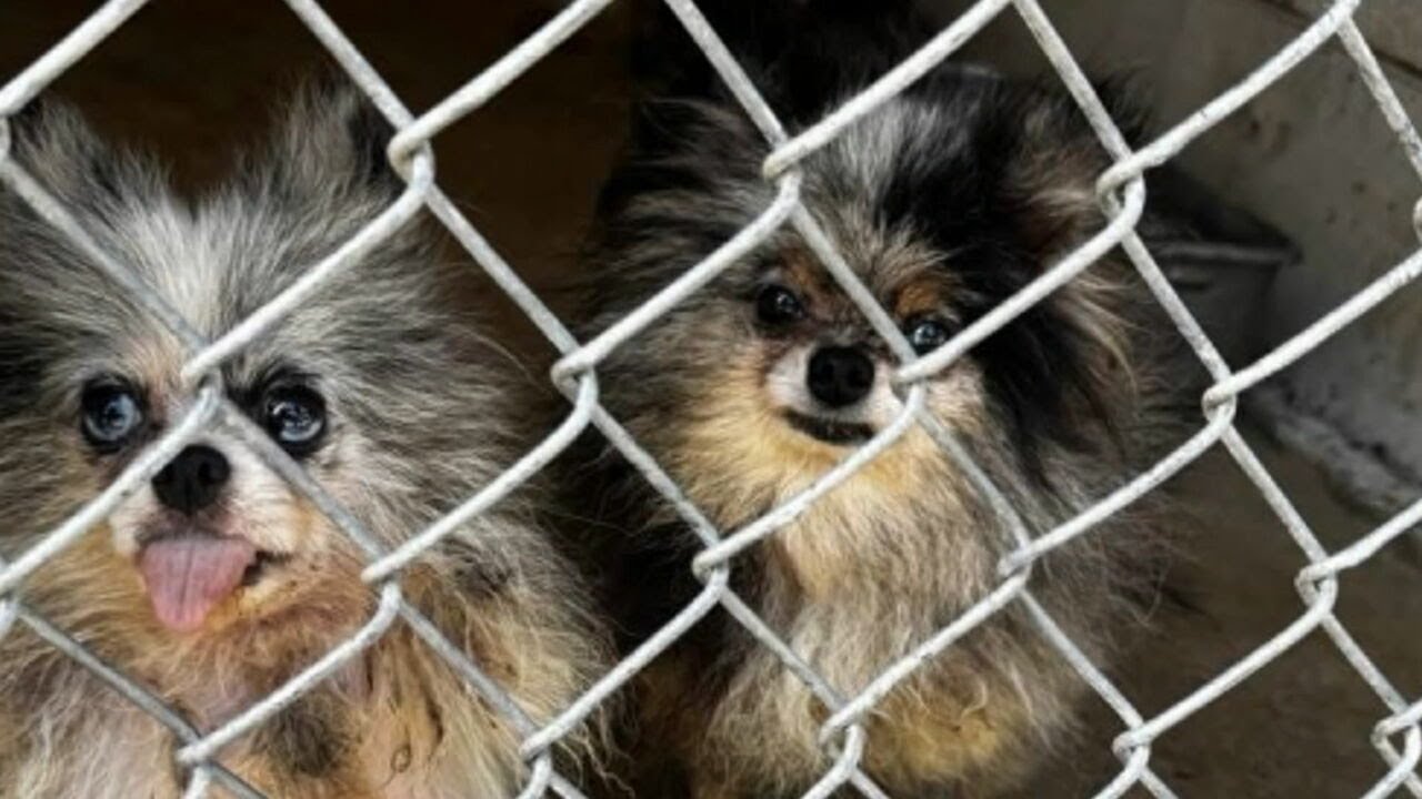Metro shelter says dogs rescued from deplorable conditions should be up ...