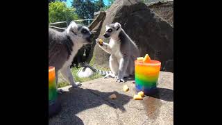 Lemurs Have A Popsicle Party