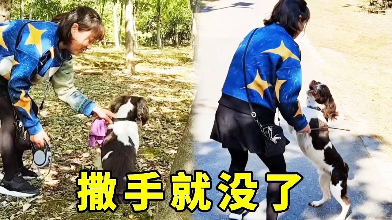 仔仔撒手就没了，口哨吹坏了也没回来，仔仔：多呼吸了一下自由的空气！【靓仔日记】