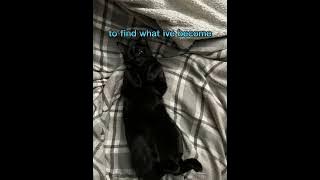 the spectre-alan walker,credits:syrex