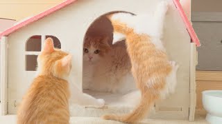 The Baby Kittens Keep Following DD Around! (ENG SUB))