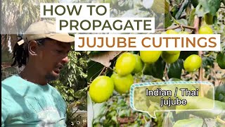 How To Propagate Jujube Or Chinese Dates From Cuttings jujubee plum propagation plantcutting