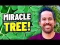 Top 5 benefits of the moringa tree  3 is amazing