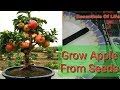 Grow Apple ( सेब ) from Seeds || Essentials Of Life || 02 March 2018