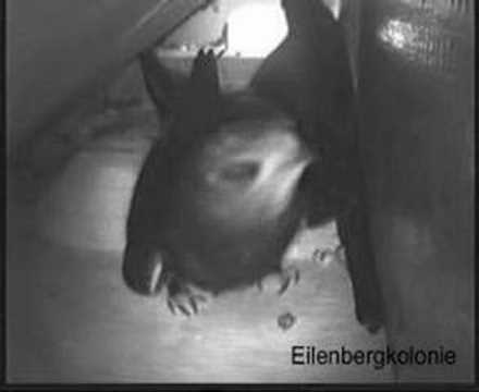 Gierzwaluwen Eilenbergkolonie 09. 15 juli 2005