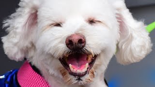 How to Train Your Bichon Frise: Tips and Tricks for a Well-Behaved Dog