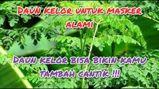 Masker kecantikan alami dari daun kelor