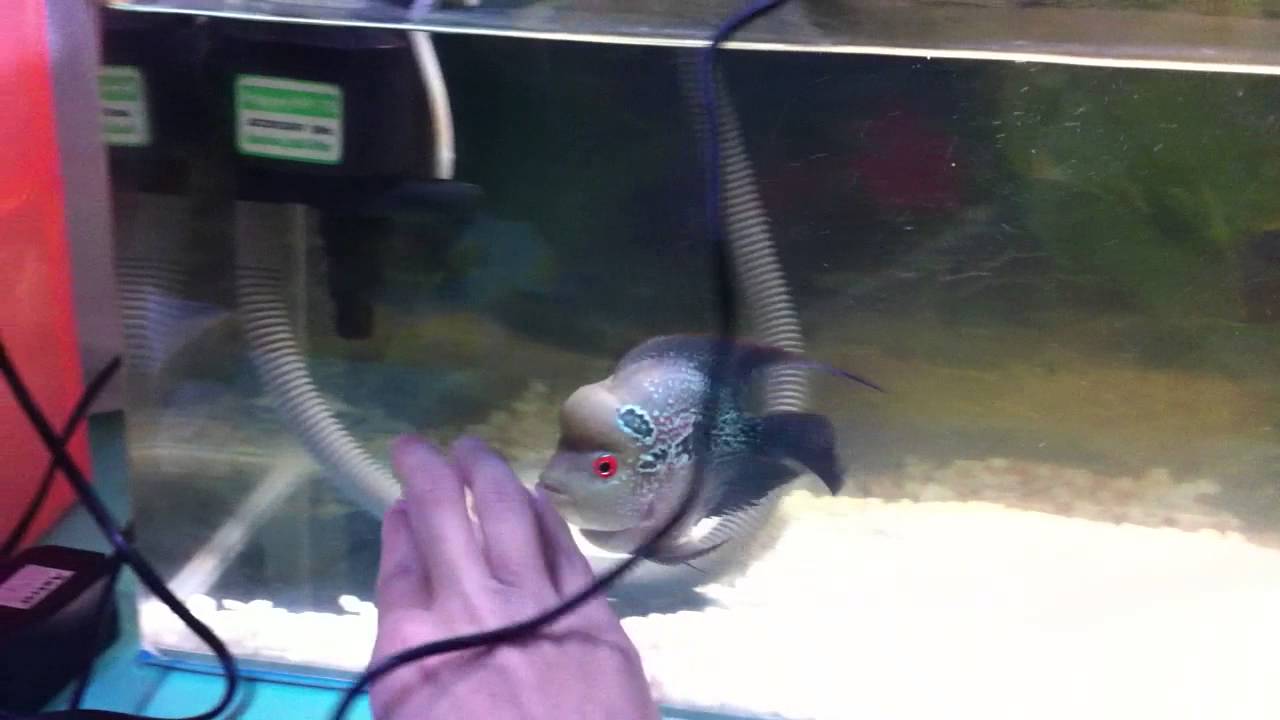 Bonsai flowerhorn 10cm YouTube