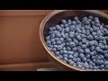 How to Grow Blueberries | Mitre 10 Easy As Garden